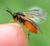 Athalia bicolor
